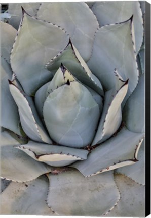 Framed Silver Toned Succulent, Longwood Gardens Conservatory, Pennsylvania Print