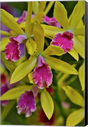 Framed Orchids In Longwood Gardens Conservatory, Pennsylvania Print