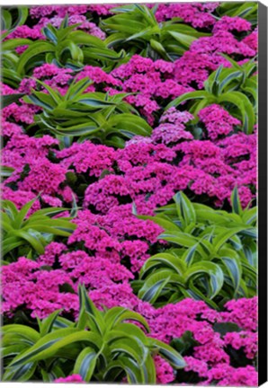 Framed Pinks And Green Design In The Conservatory, Longwood Garden, Pennsylvania Print