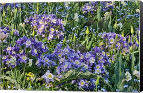 Framed Blooming Columbine, Longwood Gardens, Pennsylvania Print