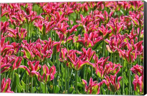 Framed Tulip Garden, Longwood Gardens, Pennsylvania Print