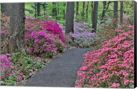 Framed Path And Azaleas In Bloom, Jenkins Arboretum And Garden, Pennsylvania Print