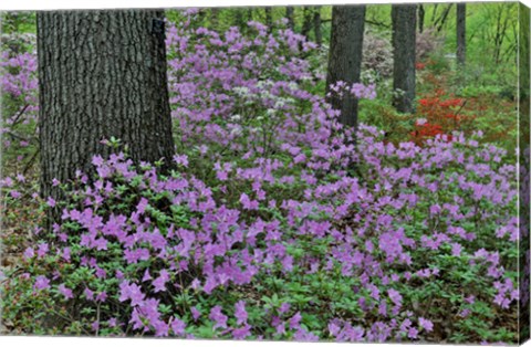 Framed Azaleas In Bloom, Jenkins Arboretum And Garden, Pennsylvania Print