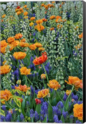 Framed Springtime Bloom Next To Chanticleer House, Chanticleer Garden, Pennsylvania Print