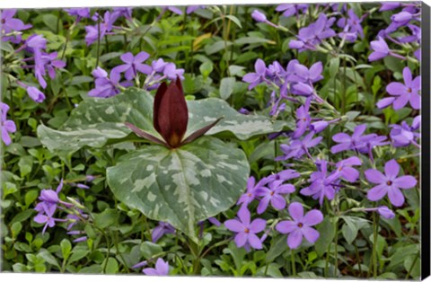 Framed Red Trillium And Blue Phlox Chanticleer Garden, Pennsylvania Print