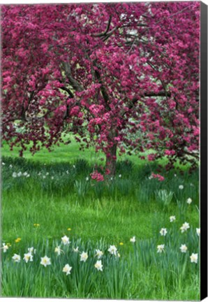 Framed Springtime Crabapple In Rose Blooming, Chanticleer Garden, Pennsylvania Print