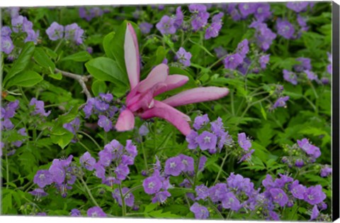 Framed Springtime, Chanticleer Garden, Pennsylvania Print