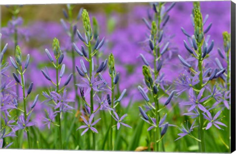 Framed Camas Along Bell&#39;s Run Creek, Chanticleer Garden, Pennsylvania Print