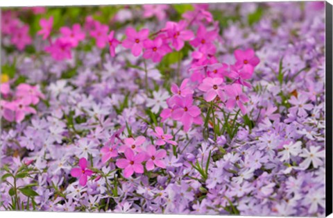 Framed Low Growing Phlox, Chanticleer Garden, Pennsylvania Print