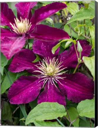 Framed Climbing Fuchsia Clematis In A Garden Print