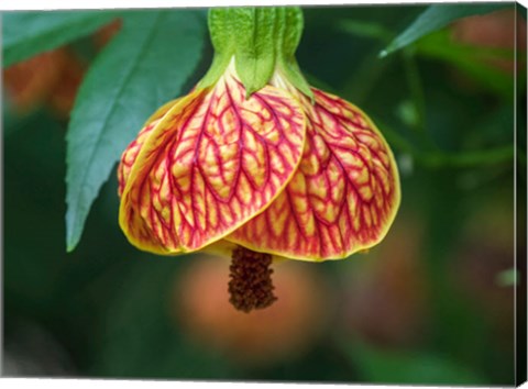 Framed Close-Up Of A Abutilon &#39;Red Tiger&#39; Print