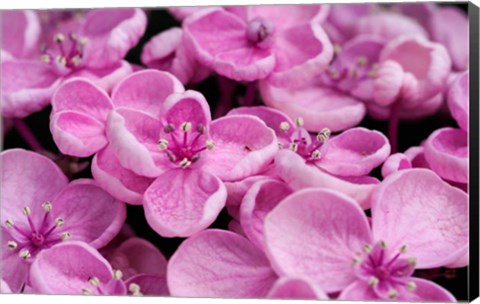 Framed Close-Up Of A Hydrangea Macrophylla &#39;Ayesha&#39;, Lilac Pink Print