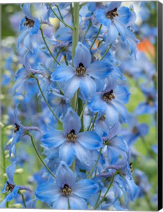 Framed Close-Up Of A Blue Delphinium Print