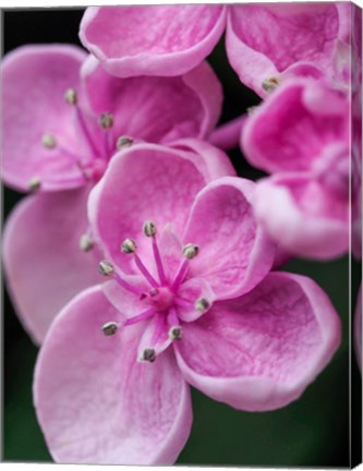 Framed Hydrangea Macrophylla &#39;Ayesha&#39;, Lilac Pink Print