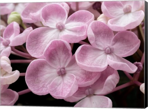 Framed Close-Up Of A Hydrangea Macrophylla &#39;Ayesha&#39;, Lilac Pink Print