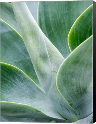 Framed Close-Up Of The Tropical Agave Plant Print