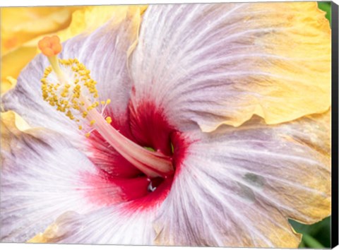 Framed Close-Up Of The Hibiscus Rosa-Sinensis &#39;Fifth Dimension&#39; Print