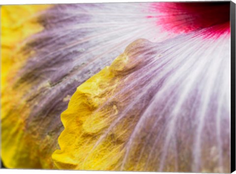 Framed Close-Up Of A Hibiscus Flower Print