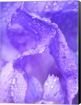 Framed Close-Up Of Dewdrops On A Purple Iris 1 Print