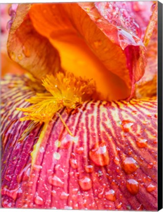 Framed Close-Up Of Dewdrops On A Pink Iris Print