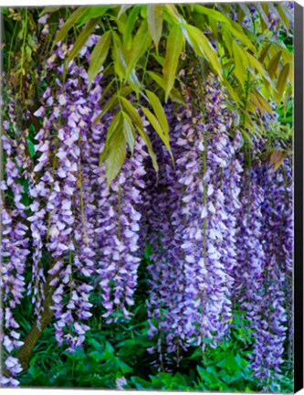 Framed Purple Wisteria Blossoms Hanging From A Trellis Print