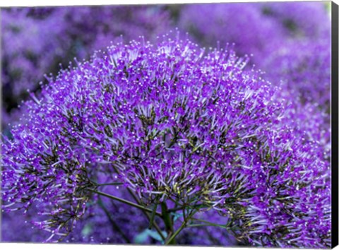 Framed Close-Up Of Flowering Purple Throatwort Print