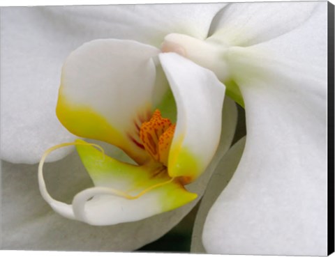 Framed Close-Up Of An White Orchid Print