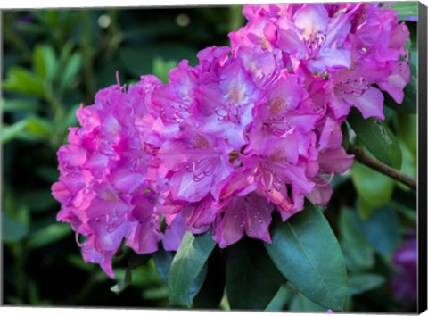 Framed Large Pink Rhododendron Blossoms In A Garden Print