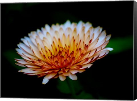 Framed Close-Up Of A Flower Print