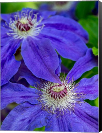 Framed Close-Up Of A Blue Clematis Print