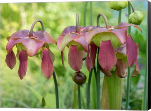 Framed Purple Flowers Of The Pitcher Plant, Sarracenia, A Carnivorous Plant Print