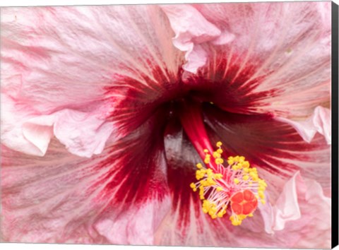 Framed Close-Up Of A Hibiscus Flower Print