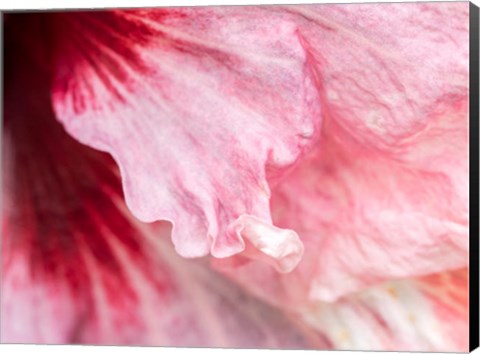 Framed Pennsylvania, Close-Up Of A Hibiscus Flower Print
