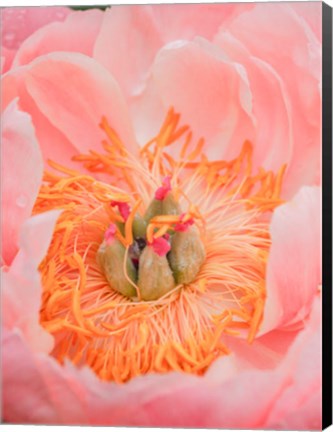 Framed Close-Up Of A Pink Peony Print