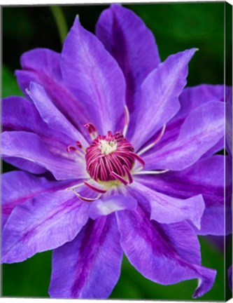 Framed Close-Up Of A Clematis Blossom 2 Print