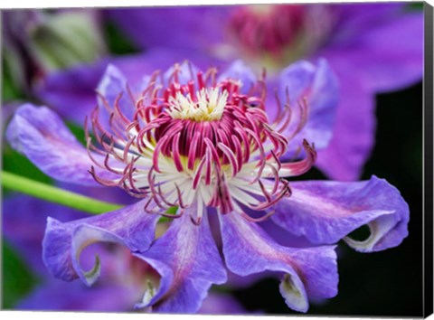 Framed Close-Up Of A Clematis Blossom Print