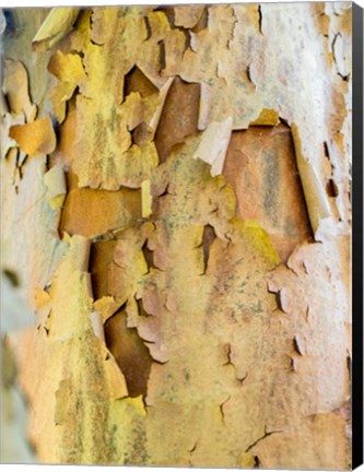 Framed Colorful Bark On A Tree In A Garden Print