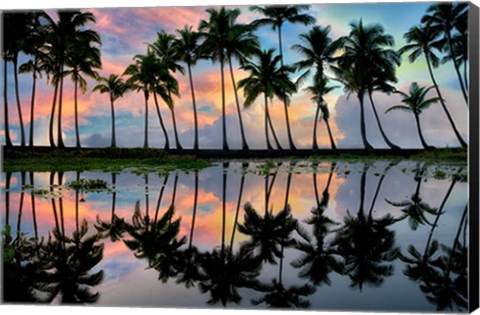 Framed Palm Reflections Print