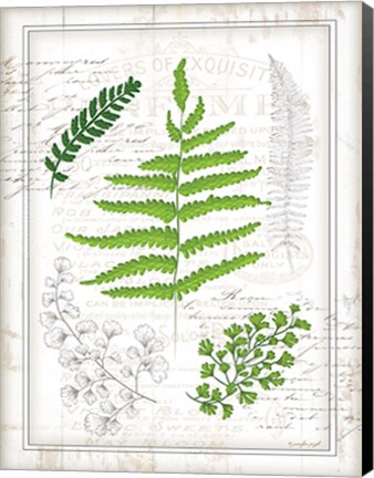 Framed Ferns I Print