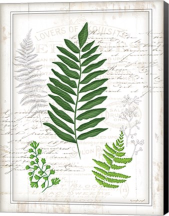 Framed Ferns II Print