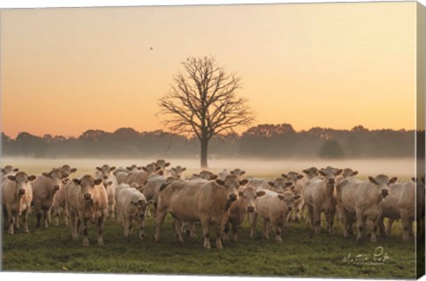 Framed Just Come Cows and A Dead Tree Print