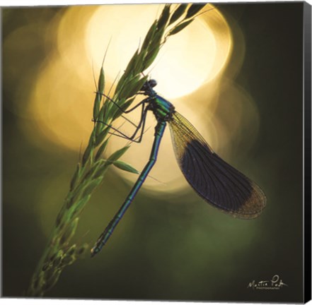 Framed Damselfly in Backlight Print