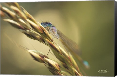 Framed Damselfly Print