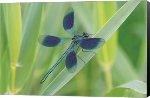 Framed Damselfly in Blue Print