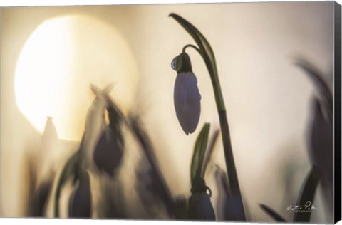 Framed Backlit Snowdrop Print