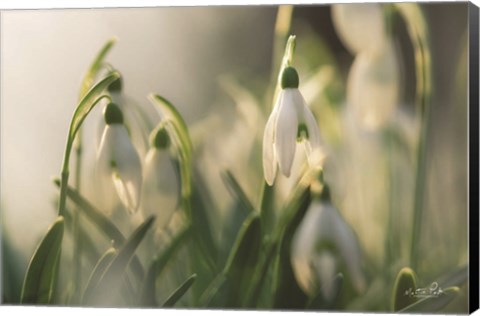 Framed Snowdrops Print