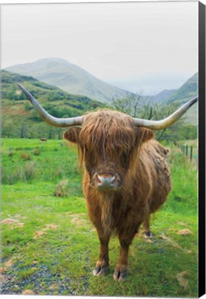 Framed Scottish Highland Cattle VI Print