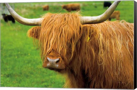 Framed Scottish Highland Cattle I Print