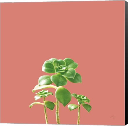 Framed Succulent Simplicity IX Coral Print