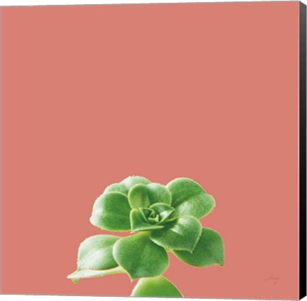 Framed Succulent Simplicity VII Coral Print